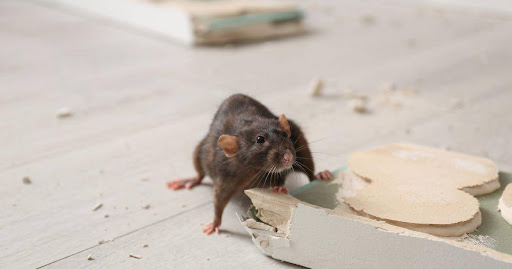 Rat Exterminator Services