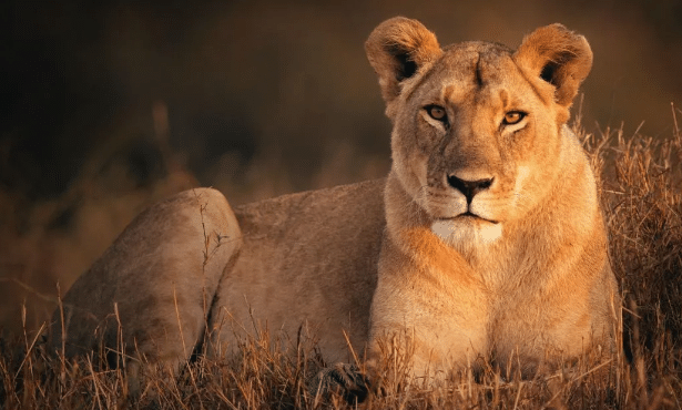 name that means lioness nyt