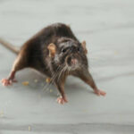 Rat Exterminator Services