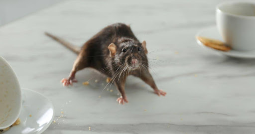 Rat Exterminator Services