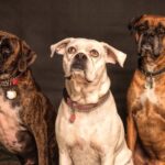 dogs rescued from hoarder in mississippi 2011