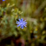 eso cornflower