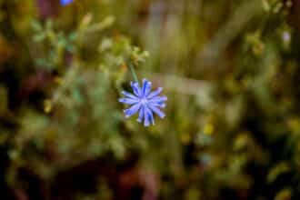 eso cornflower
