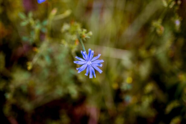 eso cornflower